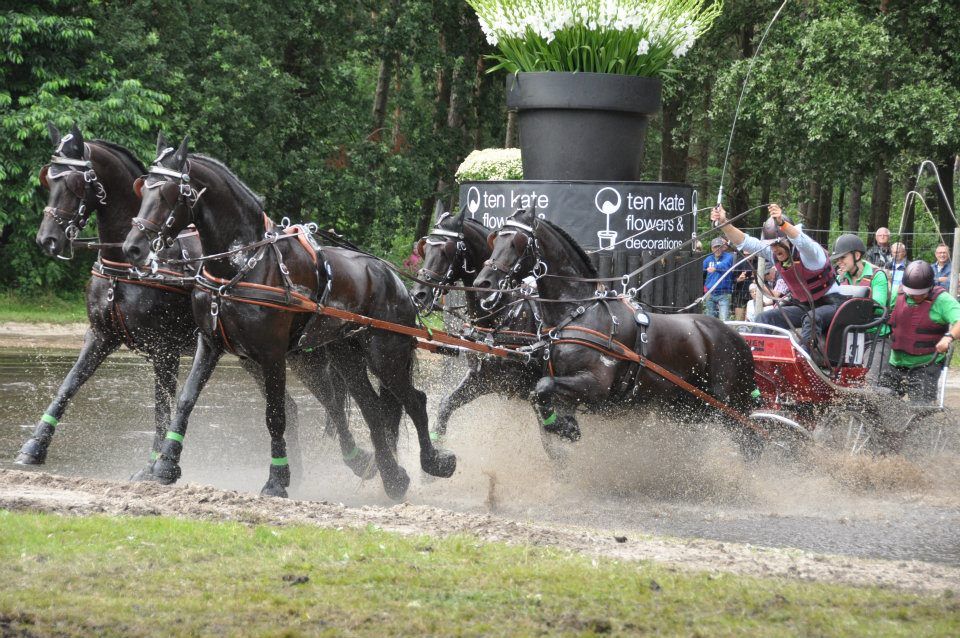 Arabofriesen Team tuyck